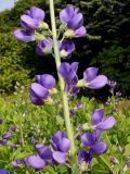 Baptisia australis