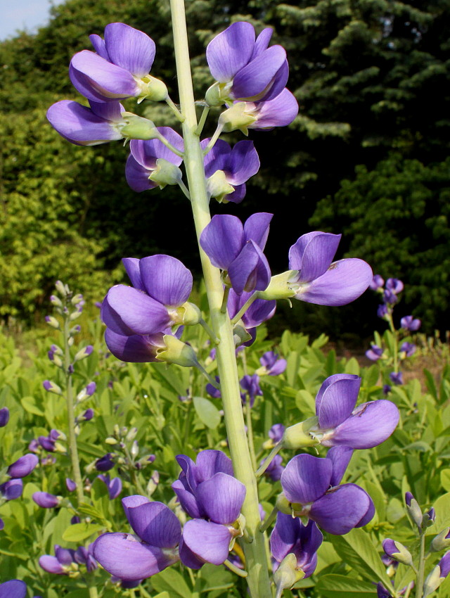 Изображение особи Baptisia australis.