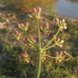 Torilis arvensis. Соплодие (вид со стороны обёртки). Краснодарский край, окр. г. Крымск, берег р. Адагум. 11.07.2014.
