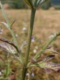 Verbena officinalis