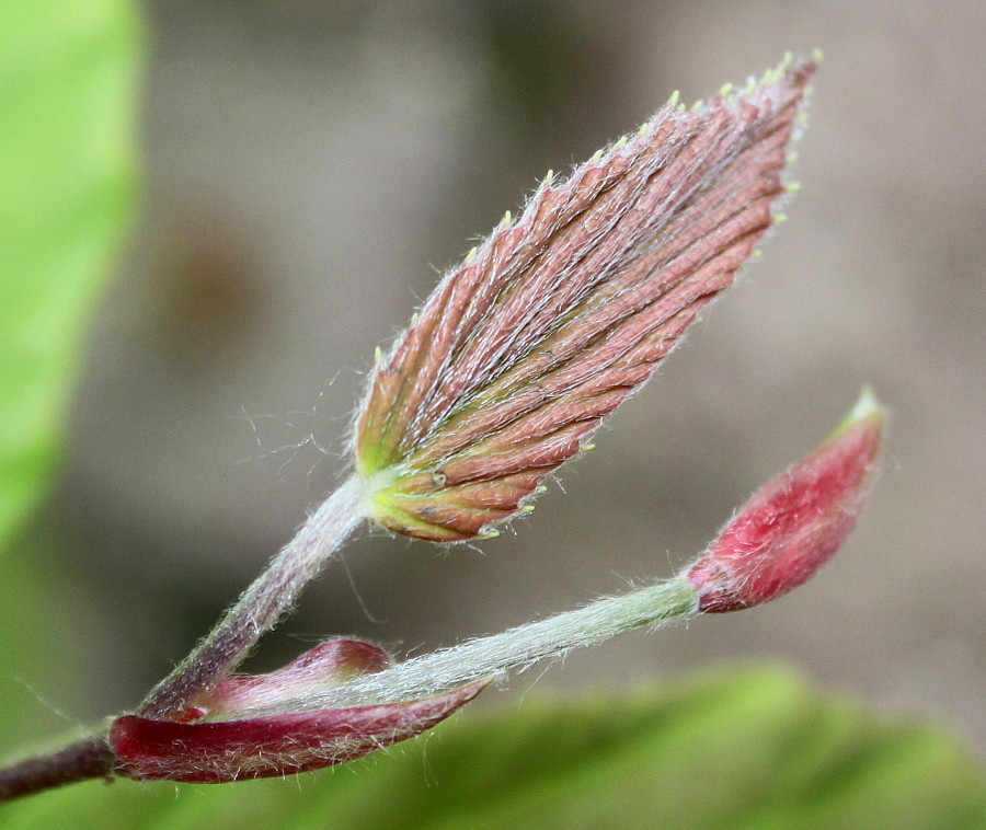 Image of Corylopsis sinensis specimen.