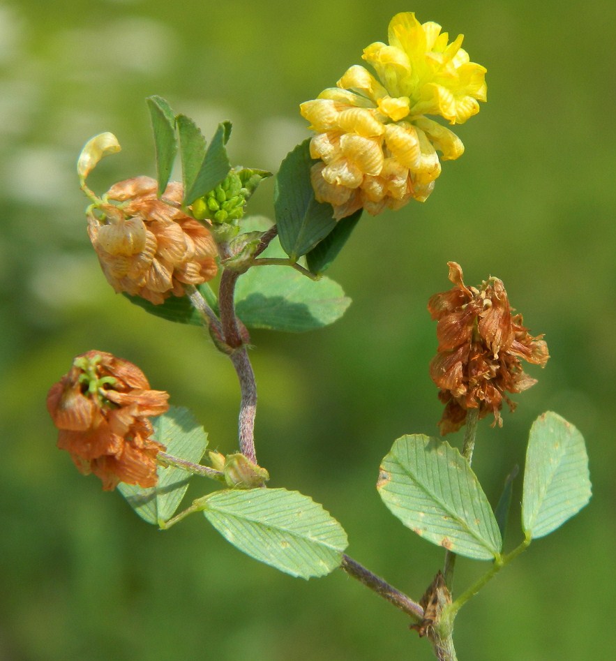 Image of Trifolium campestre specimen.