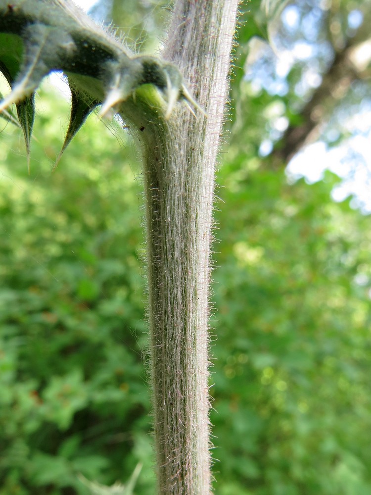 Изображение особи Echinops sphaerocephalus.