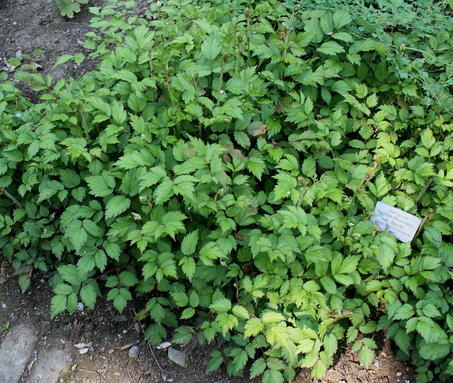 Image of Astilbe chinensis var. davidii specimen.