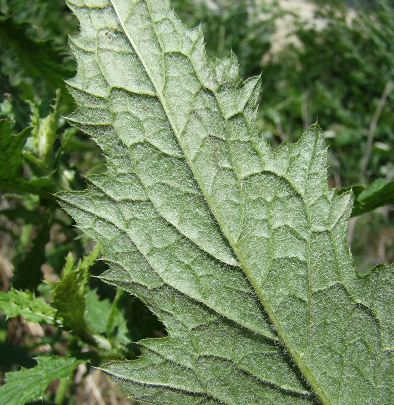 Image of Carduus crispus specimen.