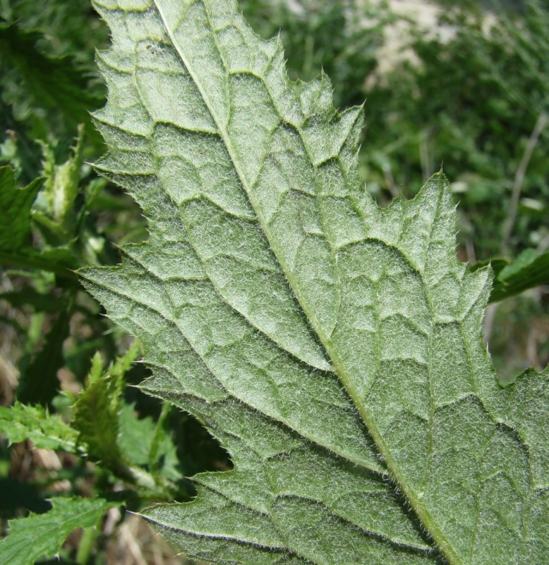 Изображение особи Carduus crispus.