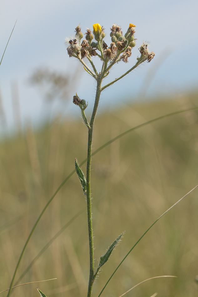 Изображение особи Pilosella echioides.