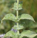 Mentha longifolia