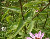 Echinacea purpurea