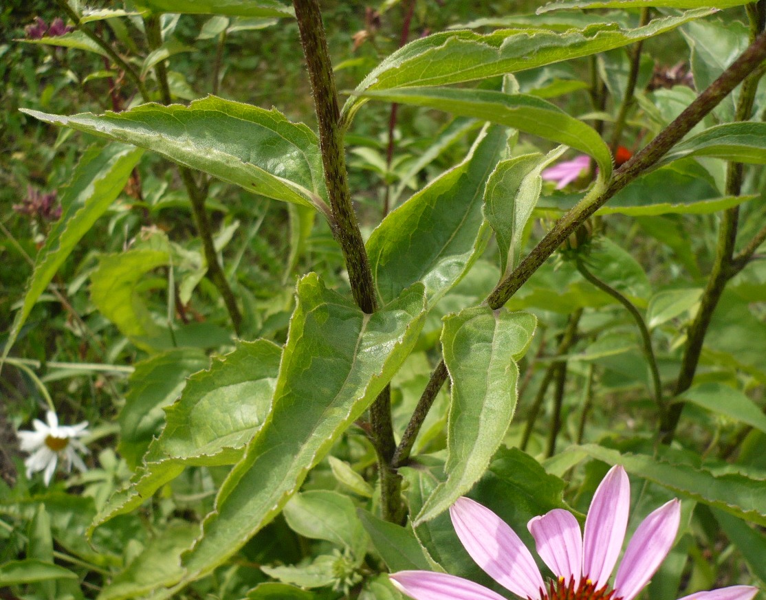 Изображение особи Echinacea purpurea.