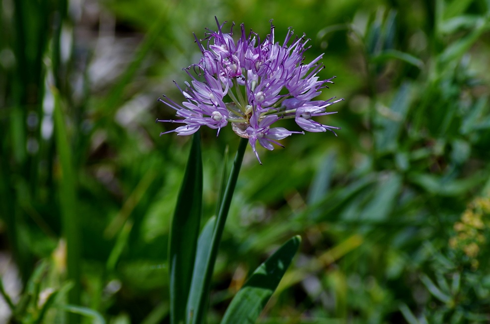 Изображение особи Allium amblyophyllum.