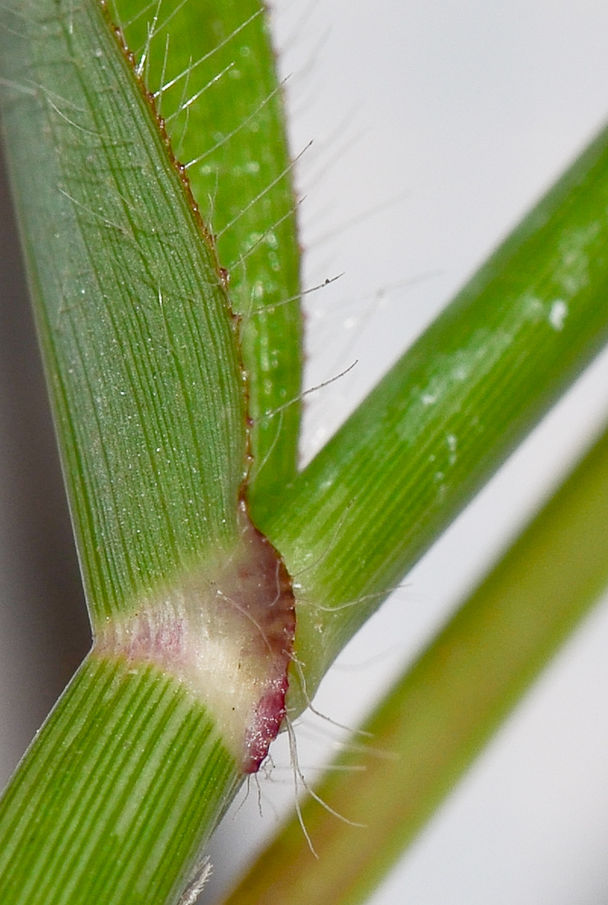 Изображение особи Dactyloctenium aegyptium.
