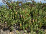 род Carpobrotus