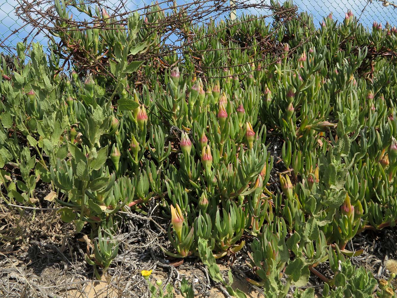 Изображение особи род Carpobrotus.