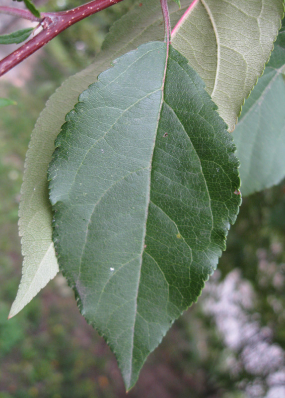 Изображение особи Malus prunifolia.