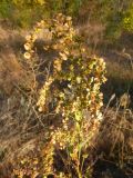 Atriplex sagittata. Верхняя часть растения с незрелыми плодами. Волгоградская обл., Николаевский р-н, г. Николаевск, прибрежный участок (склон берега, береговая терраса) р. Волга. 27.09.2014.