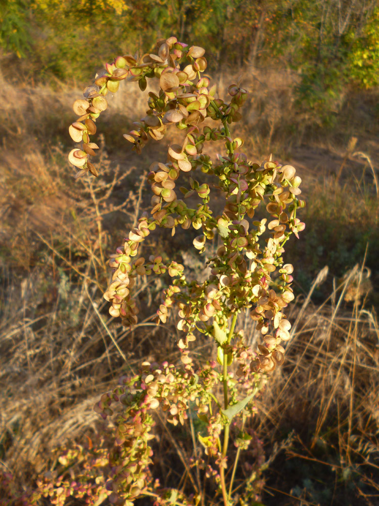 Изображение особи Atriplex sagittata.