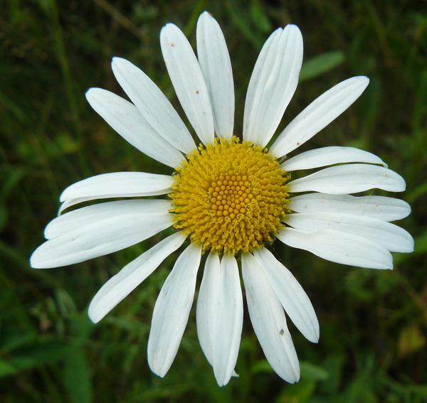 Image of Leucanthemum ircutianum specimen.