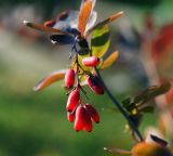 Berberis форма atropurpurea