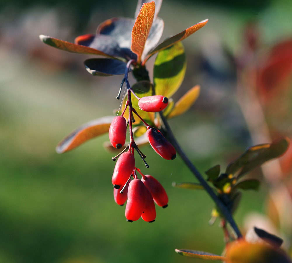 Изображение особи Berberis vulgaris f. atropurpurea.