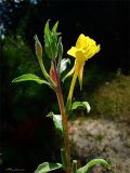 Oenothera depressa