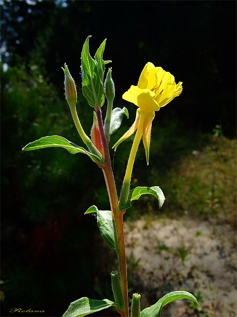 Изображение особи Oenothera depressa.