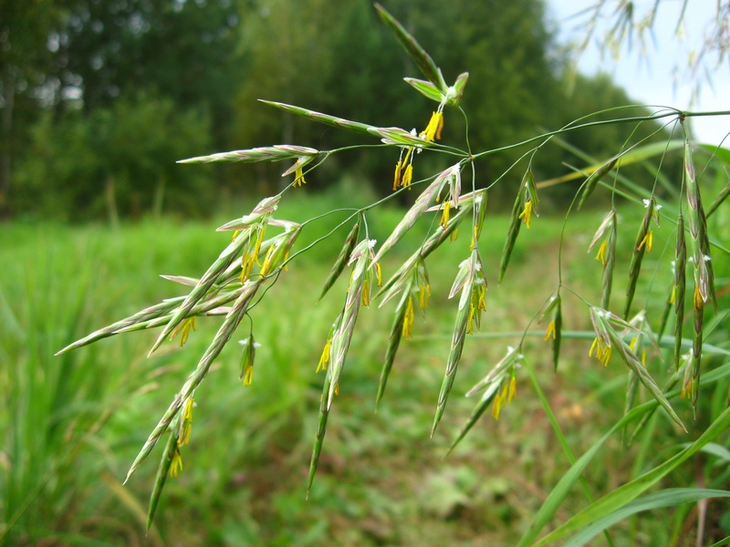 Изображение особи Bromopsis inermis.