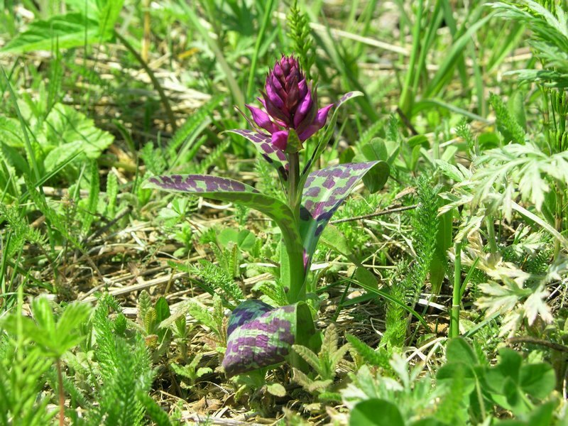 Изображение особи Dactylorhiza aristata.