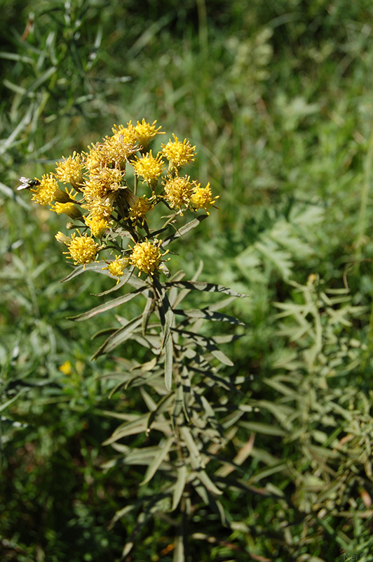 Image of Galatella biflora specimen.