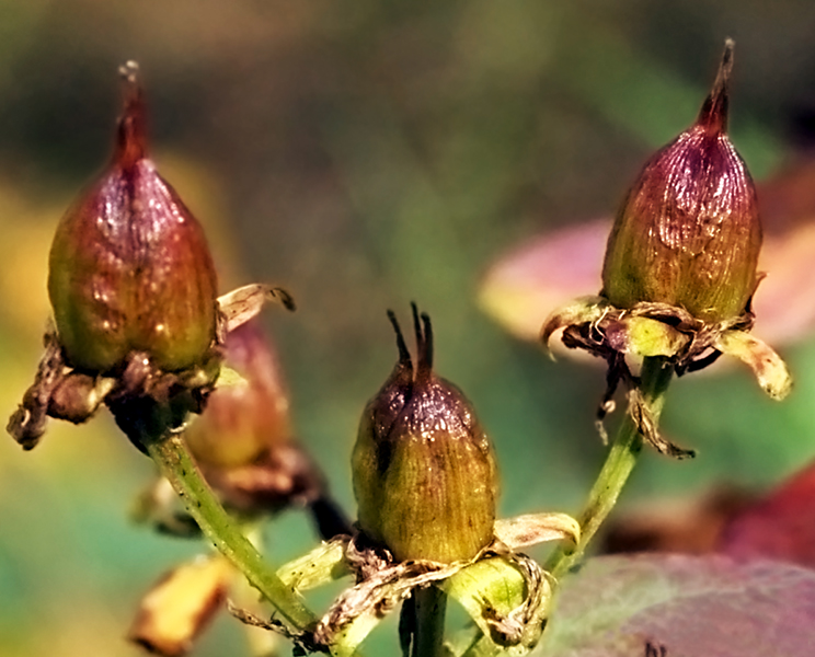 Изображение особи Hypericum maculatum.