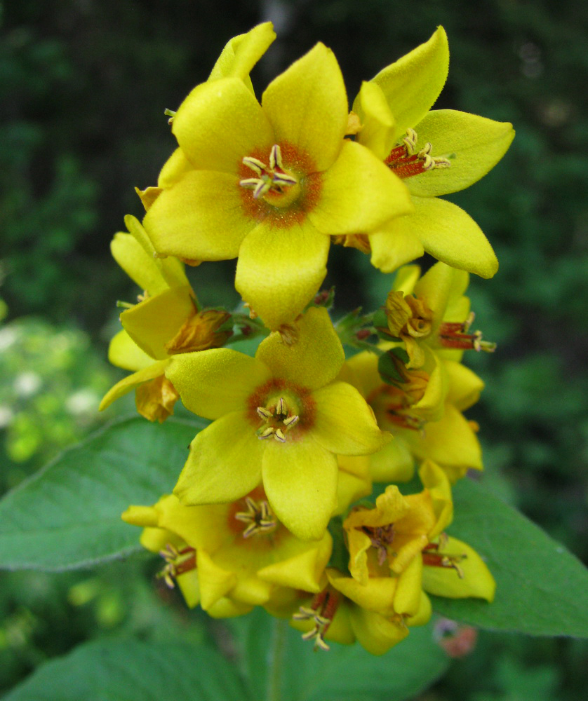 Изображение особи Lysimachia vulgaris.