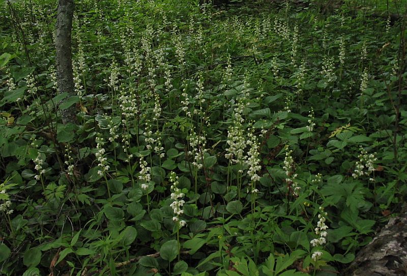 Изображение особи Pyrola rotundifolia.