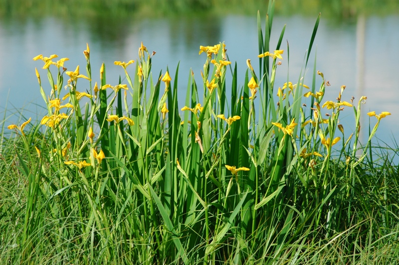 Изображение особи Iris pseudacorus.