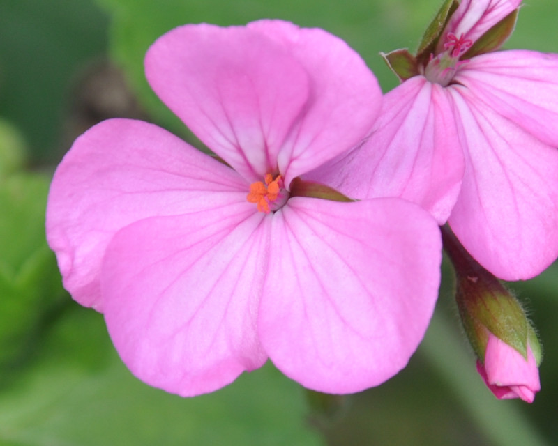 Изображение особи Pelargonium hortorum.