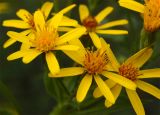 Senecio nemorensis