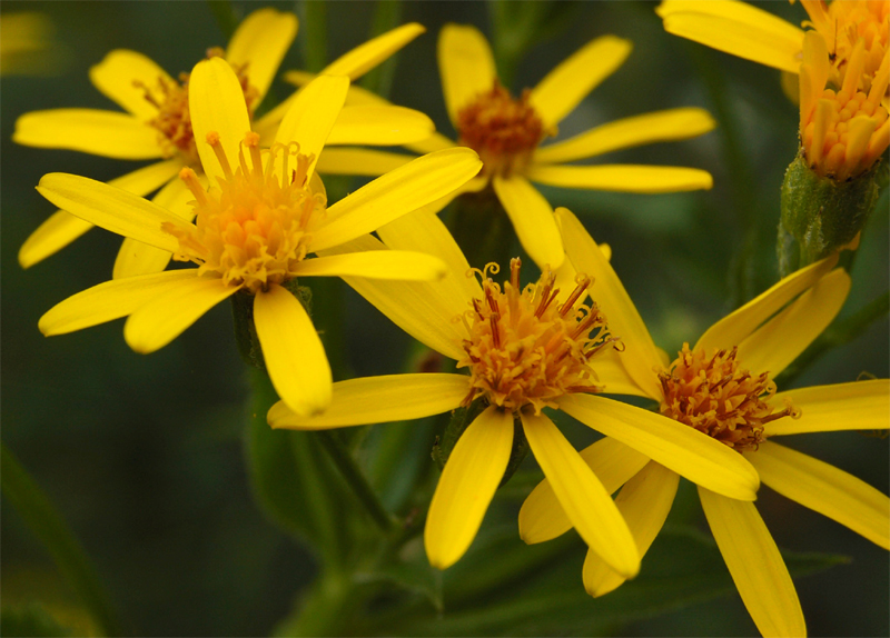 Image of Senecio nemorensis specimen.