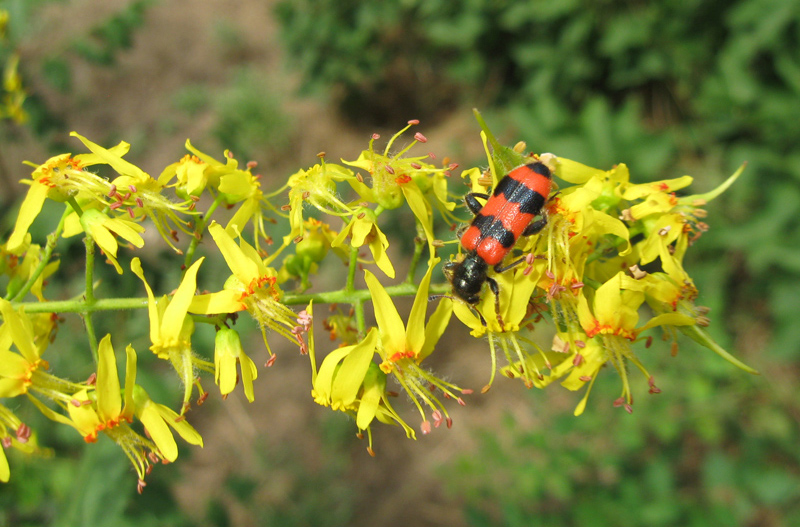 Image of Koelreuteria paniculata specimen.