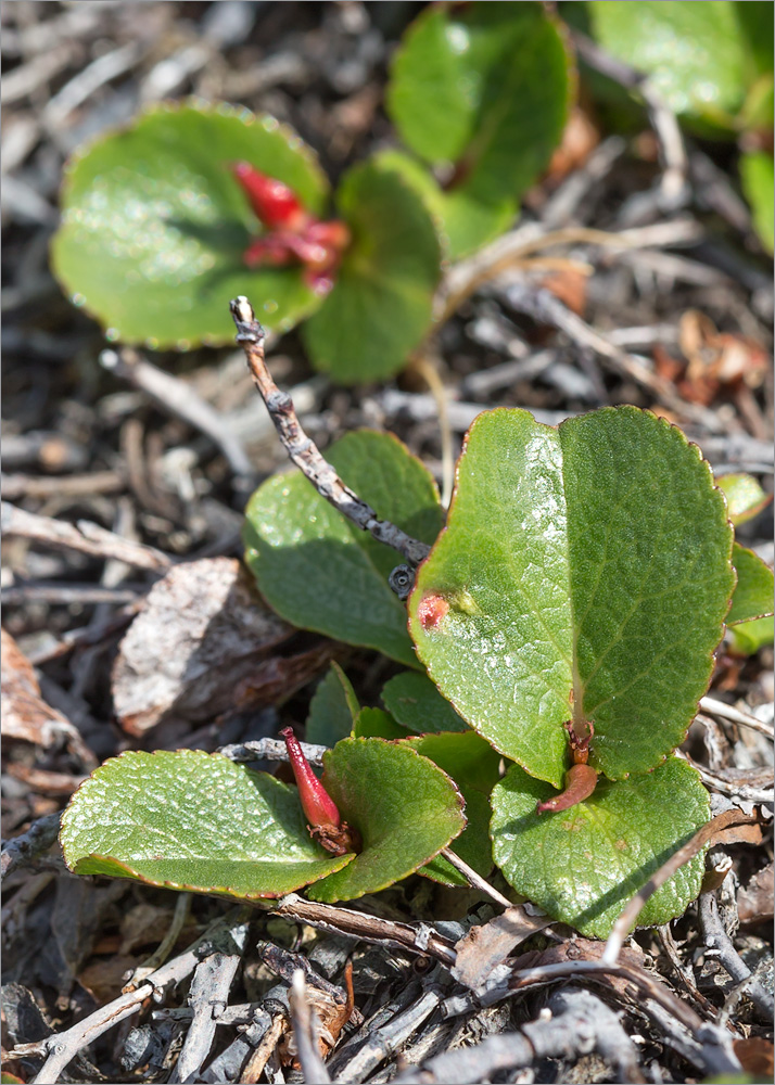 Image of Salix herbacea specimen.