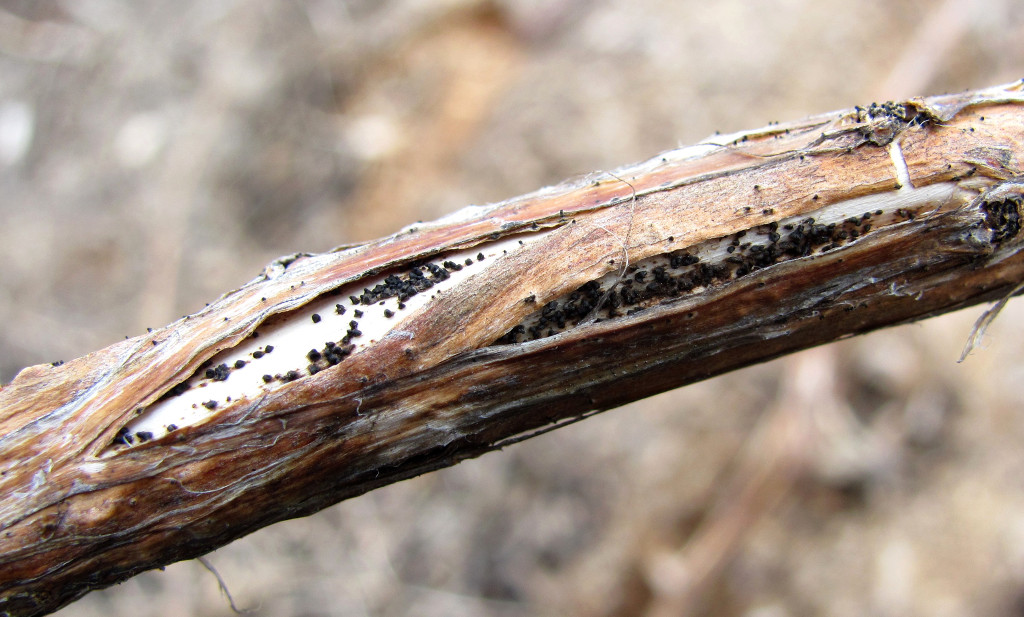 Image of Chamaenerion angustifolium specimen.