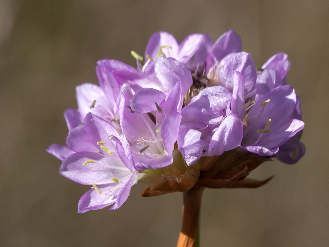 Image of Armeria alpina specimen.