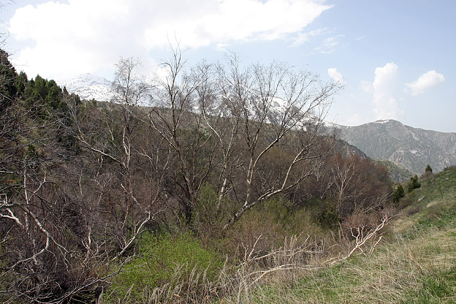 Изображение особи Betula tianschanica.