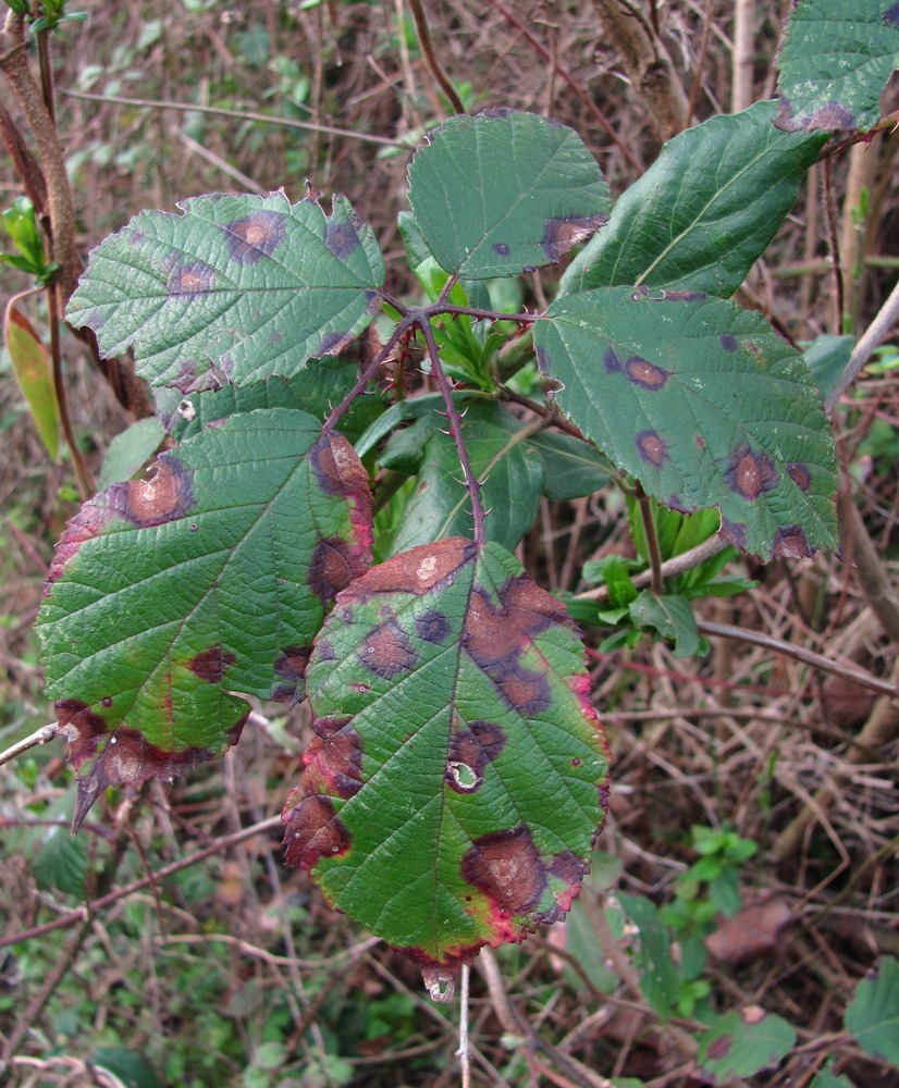 Изображение особи Rubus sanctus.