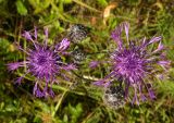 Centaurea scabiosa. Соцветия (вид сверху). Новгородская обл., Боровичский р-н, ок. 1 км на с.-в. от дер. Селино, луг. 25.07.2015.