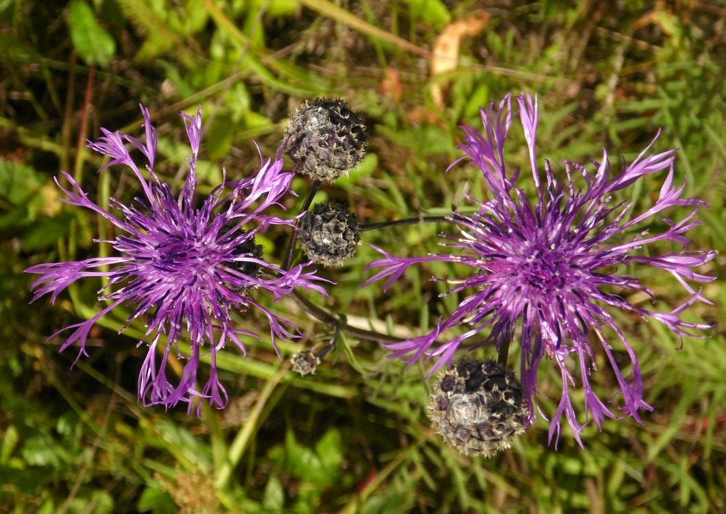 Image of Centaurea scabiosa specimen.