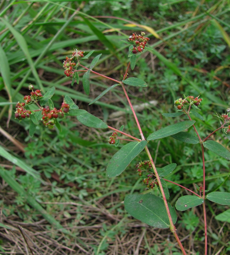 Image of Euphorbia nutans specimen.