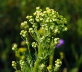 Senecio jacobaea. Верхушка растения с нерасрывшимися соцветиями. Владимирская обл., Ковровский р-н, окр. дер. Митино, лесная вырубка 04.07.2015.