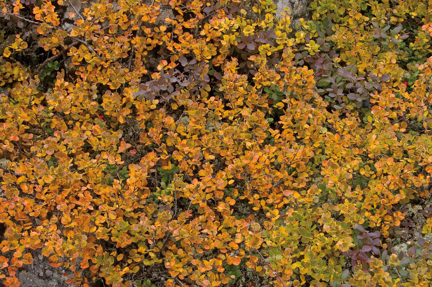 Image of Betula nana specimen.