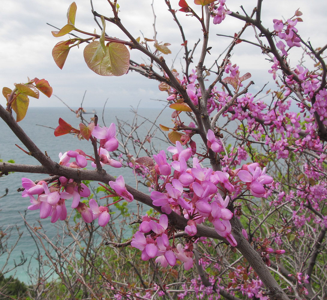 Изображение особи Cercis siliquastrum.