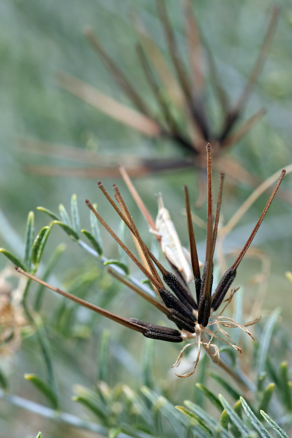 Изображение особи Scandix stellata.