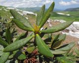 Rhododendron caucasicum. Верхушка побега с бутонизирующим соцветием. Адыгея, Кавказский биосферный заповедник, хр. Каменное Море, ≈ 2000 м н.у.м., субальпийский луг. 13.06.2015.